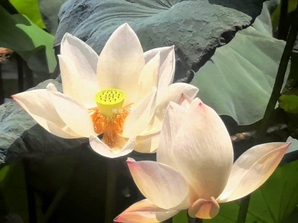 智赢策略 夏末游玩惠州丰渚园：古筑映荷添雅，尾季荷花“私藏”角度显惊艳